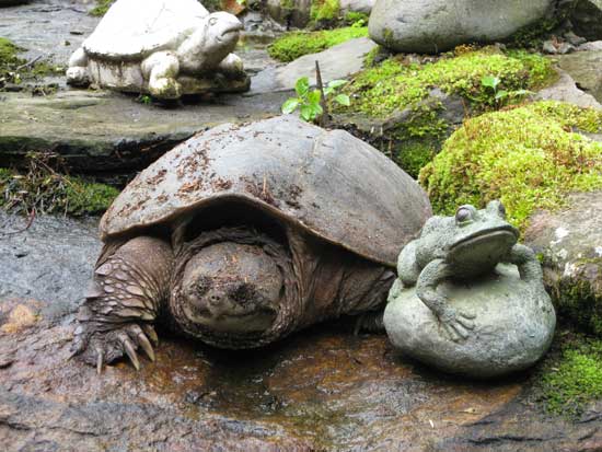 Snapping turtle (Photo by Laura Johnson)