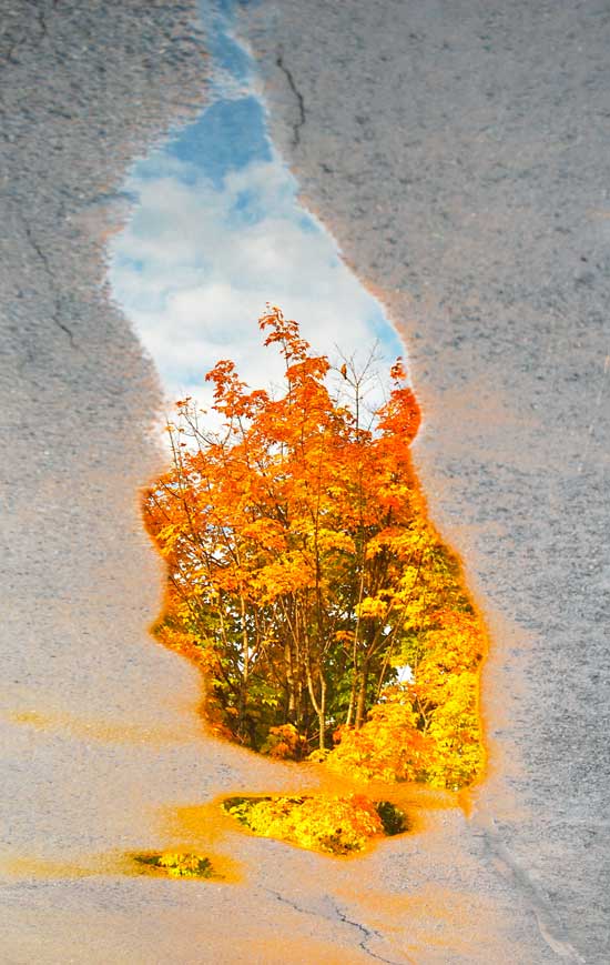 "Renaissance Reflections" (Photo by Carol Lee Tonge)