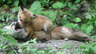 Two red fox pups playing, one on top of the other: For the second and third month of their lives, the daily routine of red fox pups can be summarized in three words: eat, sleep, and play. Fed and protected by their parents, they will never again lead such a carefree life. (Photo by Mary Holland) Two red fox pups playing, one on top of the other: For the second and third month of their lives, the daily routine of red fox pups can be summarized in three words: eat, sleep, and play. Fed and protected by their parents, they will never again lead such a carefree life. (Photo by Mary Holland)