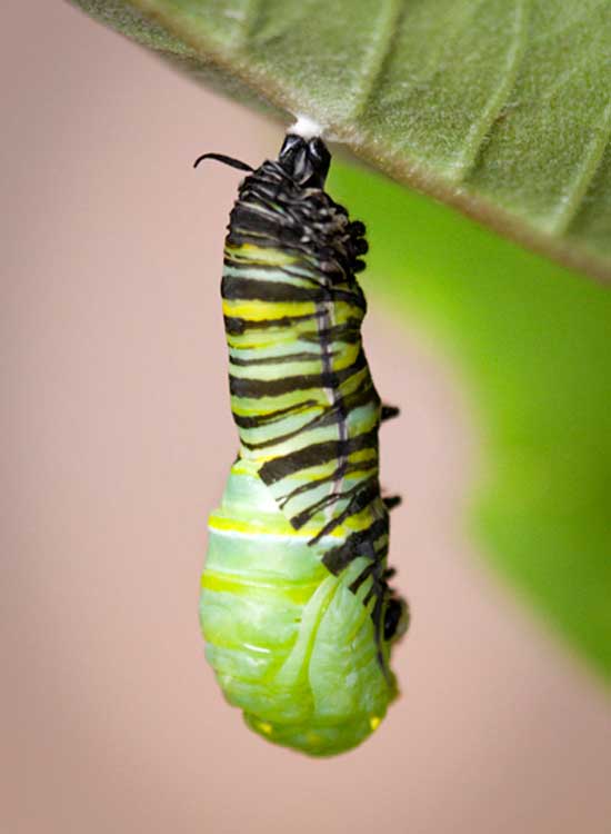 Monarch caterpillar and chryslis (Photo by Ellen Harasimowicz)