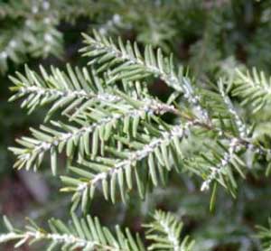 Hemlock woolly adelgids on a hemlock.