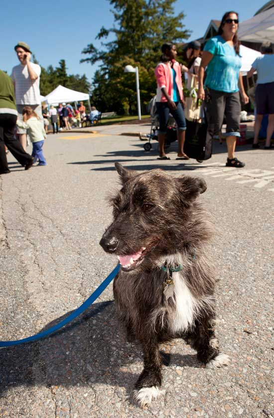Petey is the poster dog for the Harvard Farmers’ Market. Two years ago he was adopted by the Hardymon/Schnier family from the Great Dog Rescue booth at the market.