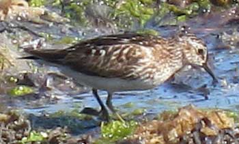 Sandpiper (Photo by David Durrant) Sandpiper (Photo by David Durrant)