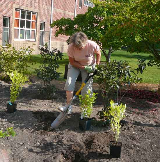 Garden Club member Kathy Jackson plants perennials in front of  the elementary school. (Photo by Worth Robbins)