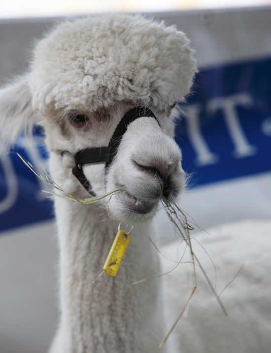 An alpaca on display snacks on hay. 