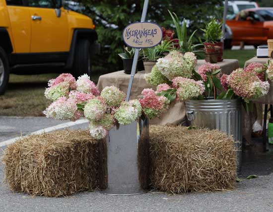 Hydrangeas from Blue Moon on display at the Farmers' Market.