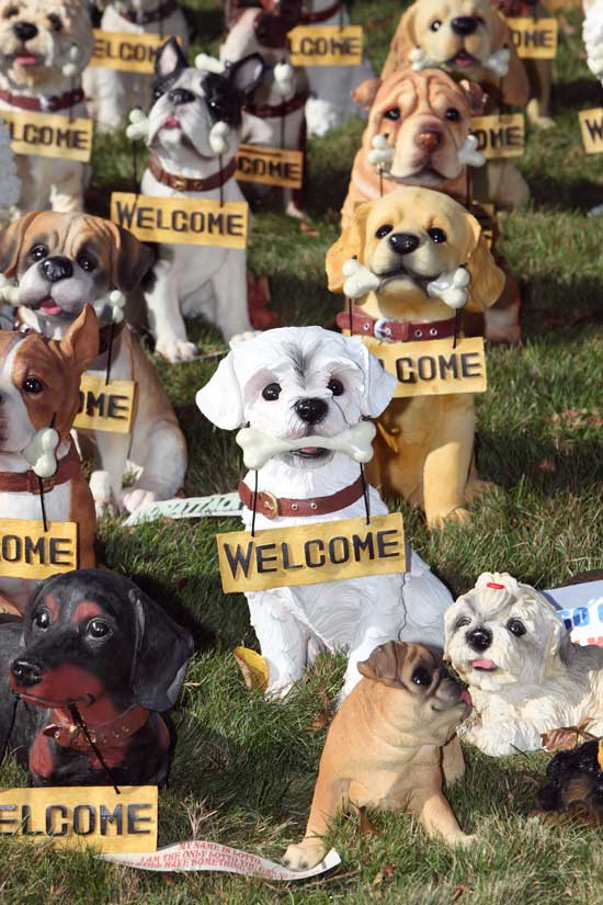 An army of welcoming dogs appears to wait expectantly for a new home