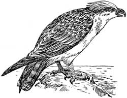 Osprey (Courtesy illustration)