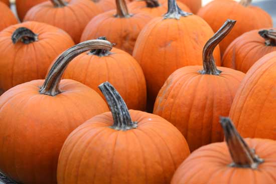 Pumpkins of all shapes and sizes at Willard's Farm in Still River.  