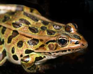 Leopard frog. (Photo by Mary Holland) Leopard frog. (Photo by Mary Holland)