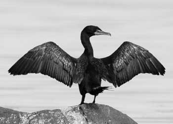 Cormorant (Courtesy photo) Cormorant (Courtesy photo)