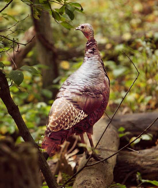 A turkey on Fairbank Street seems unaware of his impending Thanksgiving fate.