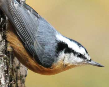 Red-breasted Nuthatch (Photo by Mary Holland) Red-breasted Nuthatch (Photo by Mary Holland)