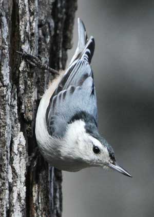 White-breasted Nuthatch (Photo by Mary Holland) White-breasted Nuthatch (Photo by Mary Holland)
