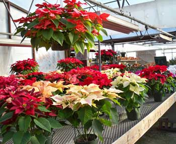 Poinsettias at Lancaster Gardens. (Photo by Lynda King) Poinsettias at Lancaster Gardens. (Photo by Lynda King)