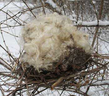A mouse recycles an abandoned bird nest by adding a roof of milkweed fluff and using it as a winter shelter. (Photo by Mary Holland)