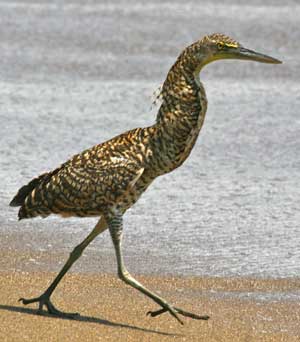 Bare throated tiger heron. (Courtesy photo)