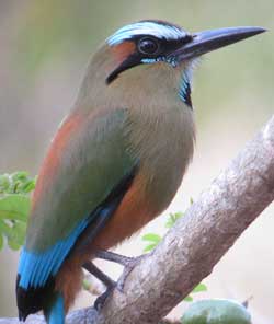 Blue-crowned motmot. (Courtesy photo)
