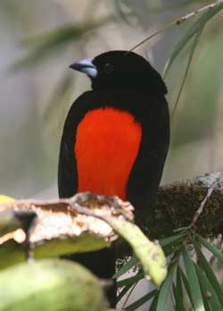 Cherries tanager. (Courtesy photo)