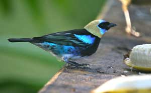 Golden hooded tanager. (Courtesy photo)