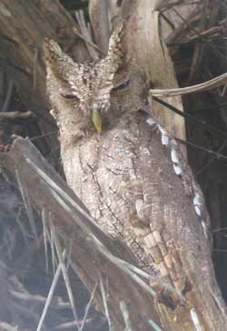 Pacific screech owl. (Courtesy photo)