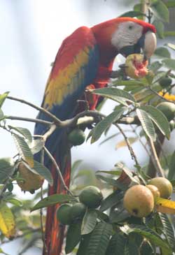 Scarlet macaw. (Courtesy photo)