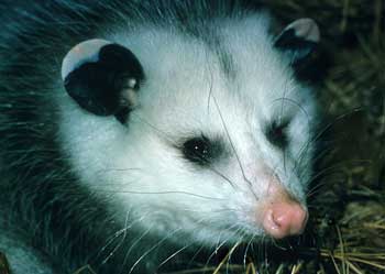 Playing opossum. (Photo by Mary Holland) Playing opossum. (Photo by Mary Holland)