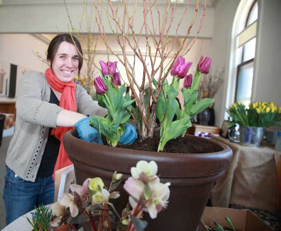 Roanne Robbins of Honeyfield Flowers and author of Continuous Container Gardens plants a container with tullips and forsythia.