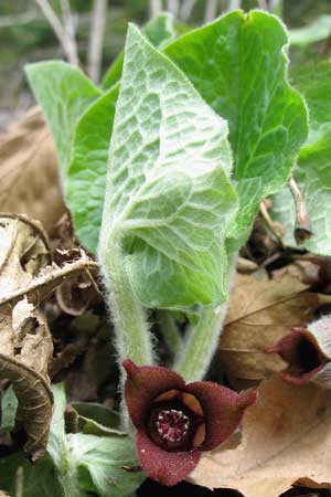 Wild ginger’s blossoms are often overlooked, as they are located beneath its leaves, close to the ground. (Photo by Mary Holland) Wild ginger’s blossoms are often overlooked, as they are located beneath its leaves, close to the ground. (Photo by Mary Holland)