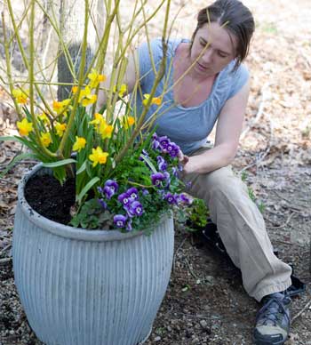 Roanne Robbins plants a container garden with chartreuse branches of dogwood, yellow daffodils, and purple pansies. (Courtesy photo) Roanne Robbins plants a container garden with chartreuse branches of dogwood, yellow daffodils, and purple pansies. (Courtesy photo)