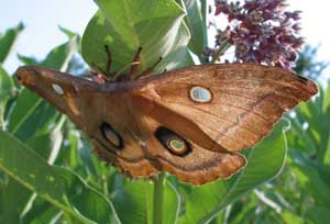 The Polyphemus moth possesses a transparent window on each of its four wings. (Photo by Mary Holland) The Polyphemus moth possesses a transparent window on each of its four wings. (Photo by Mary Holland)