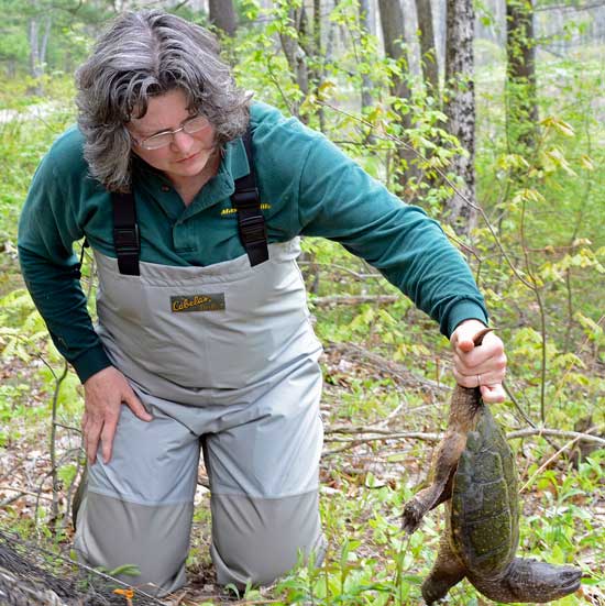 Pat Huckery of Mass Wildlife holds (very carefully) a snaping turtle. (Photo by John Sharko)
