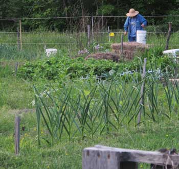 Community garden plots stretch across a 2½-acre field on Littleton Road. (Photo by Lisa Aciukewicz) Community garden plots stretch across a 2½-acre field on Littleton Road. (Photo by Lisa Aciukewicz)
