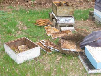 Angry bees swarm after having their larvae stolen by a bear at Friendly Crossways.(Courtesy photo)