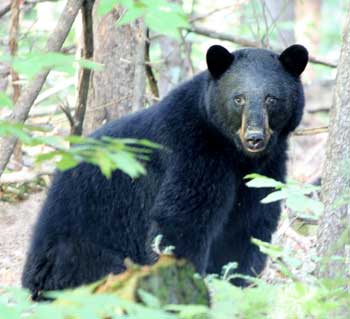 Black bears are on the move during their mating season in May and June. If you encounter a black bear, with or without cubs, be reassured that it is highly unlikely that the adult will act aggressively toward you. (Photo by Mary Holland)