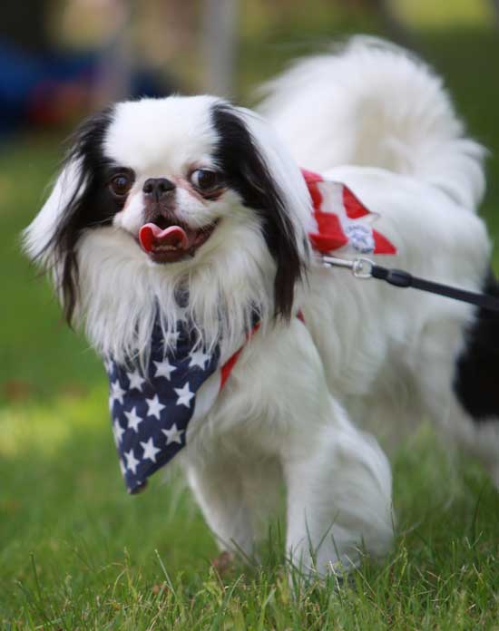 Tomo, a Japanese Chin, is dressed for the day.  (Photo by Lisa Aciukewicz)