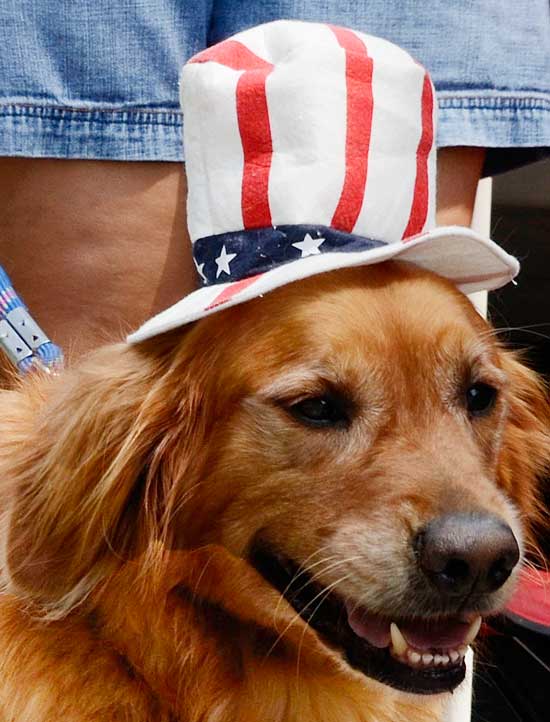 An Irish Setter sports a July 4th hat. (Photo by John Sharko)