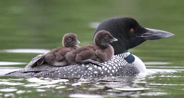 For the first two weeks of their life, common loon chicks can be seen riding on their parents’ backs. Because they aren’t able to regulate their own body temperature yet, the chicks need the warmth of their parent’s body and crawl under their wings when they are cool. (Photo by Mary Holland)