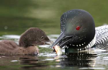 Common loon parents take turns feeding their young chicks. At first the adults hold the fish until the chick grasps it, but soon the parents will be dropping the live food they catch several inches away from their chicks, in an attempt to teach their young to catch their own food. (Photo by Mary Holland)