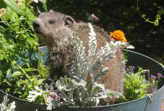 Woodchuck grazing on flowers. (Photo by George Snyder)