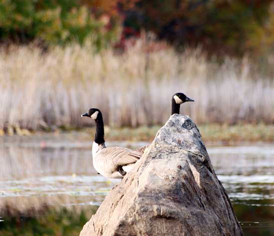 Geese at Bare Hill Pond. (Photo by Sue Fitterman)
