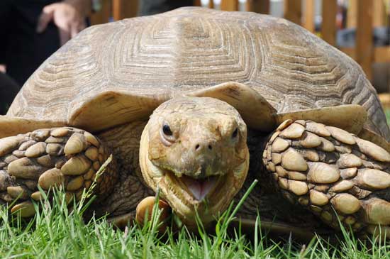 Tortoise. (Photo by Carole Lee Tonge)