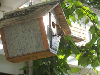 A house wren feeding its young. (Photo by David Durrant)