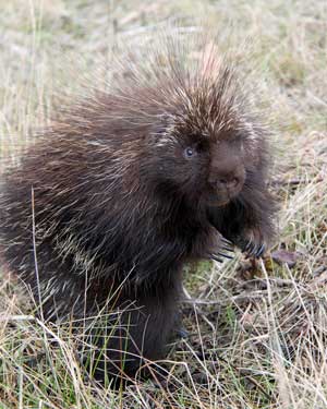 The male porcupine’s courtship of a mate is elaborate, to say the least. However, it’s worth the energy expended, as 90 percent of female porcupines are impregnated each year. (Photo by Mary Holland)