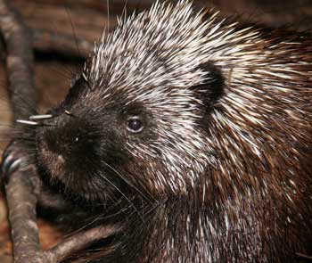 Males can become quite aggressive with other males when it comes to staking a claim on a female porcupine, to the point where they use their quills on each other. (Photo by Mary Holland)