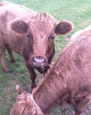 Local cows Missy and Krasula will be determining the winners of Cow Plop Bingo at the Harvard Fall Festival, Sept. 16-18. (Courtesy photo)