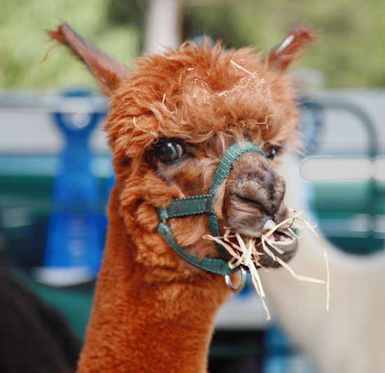 Hay there!