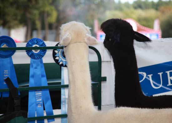 Two curious alpacas look over a fence at the festivities.
