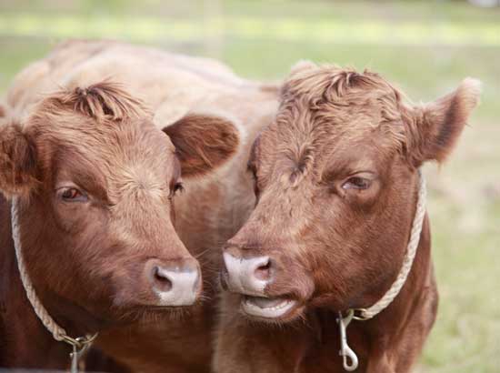 The stars of Cow Plop Bingo. 