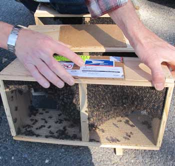 Like chickens, bees can be sent through the mail....but if you order them this way, expect to get an immediate call from your post office upon their arrival! (Photo by Lisa Aciukewicz)